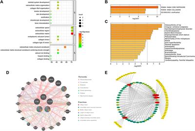 Identification and characterization of bone/cartilage-associated signatures in common fibrotic skin diseases